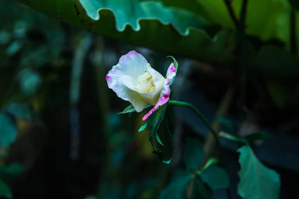 タイの庭に白いバラ — ストック写真