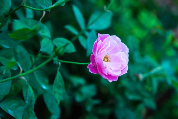 Розовая Роза Саду Таиланд — стоковое фото