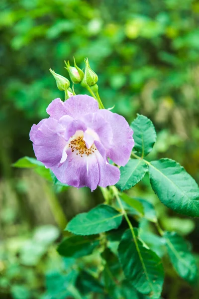 Fioletowa Róża Ogrodzie Tajlandia — Zdjęcie stockowe