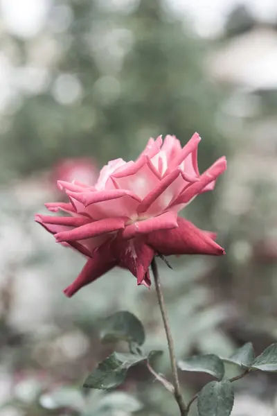 Red Rose Garden Thailand —  Fotos de Stock