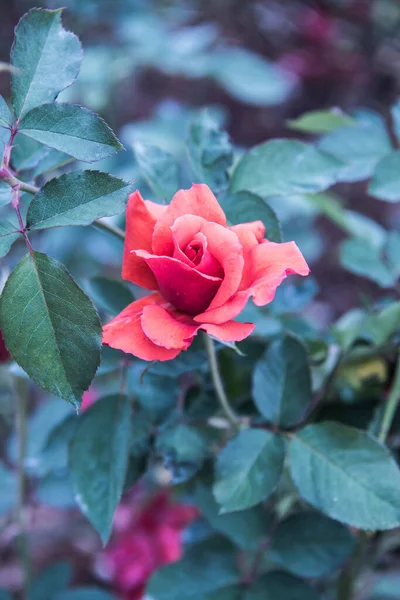 Red Rose Garden Thailand — Stockfoto