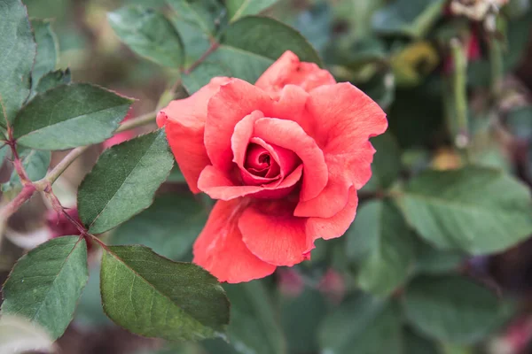 Red Rose Garden Thailand — Stock Photo, Image