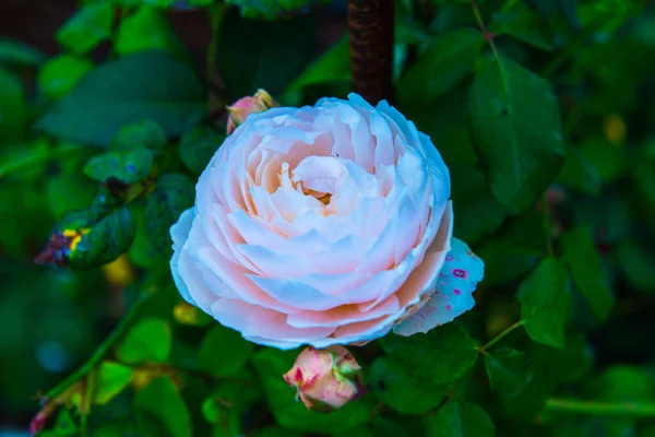 Rose Orange Dans Jardin Thaïlande — Photo
