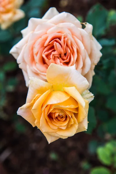 Róża Pomarańczowa Ogrodzie Tajlandia — Zdjęcie stockowe