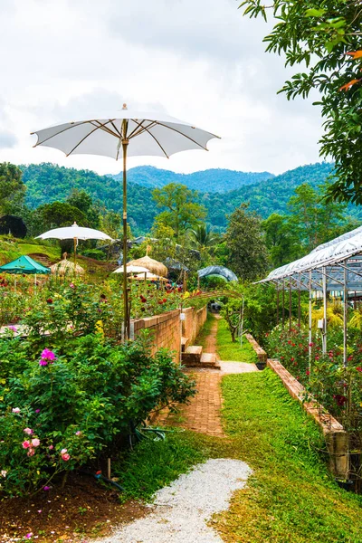 stock image Rose garden on mountain, Thailand.