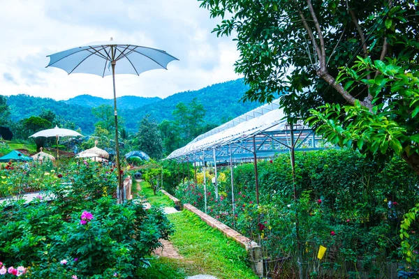 Jardín Rosas Montaña Tailandia — Foto de Stock