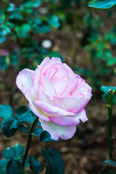 Розовая Роза Саду Таиланд — стоковое фото