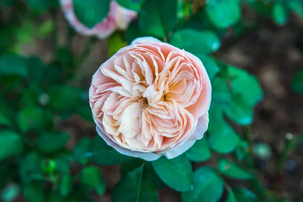 Rosa Naranja Jardín Tailandia —  Fotos de Stock