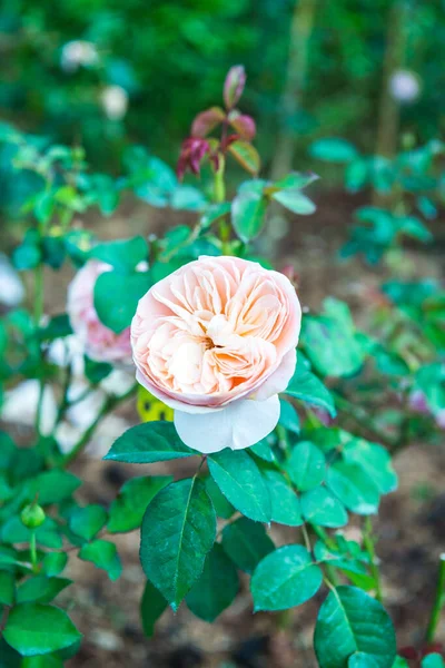 Πορτοκαλί Τριαντάφυλλο Στον Κήπο Ταϊλάνδη — Φωτογραφία Αρχείου