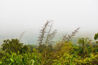 Dağda sisli ağaçlar, Tayland.