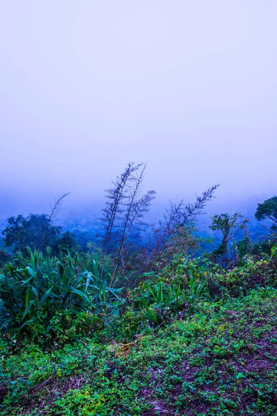 Árvores Com Nevoeiro Montanha Tailândia — Fotografia de Stock