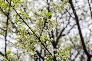 Kuhn Wang kraliyet projesinde beyaz gökyüzü olan vahşi Himalaya kiraz çiçekleri, Tayland.