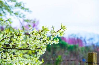 Kuhn Wang Kraliyet Projesi 'nde doğal geçmişi olan vahşi Himalaya kiraz çiçekleri, Tayland.