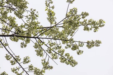 Kuhn Wang Kraliyet Projesi 'nde doğal geçmişi olan vahşi Himalaya kiraz çiçekleri, Tayland.
