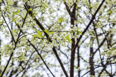 Khun Wang Kraliyet Projesi 'nde Himalaya kiraz çiçekleri, Tayland.