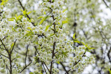 Khun Wang Kraliyet Projesi 'nde Himalaya kiraz çiçekleri, Tayland.