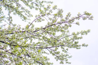 Khun Wang Kraliyet Projesi 'nde Himalaya kiraz çiçekleri, Tayland.