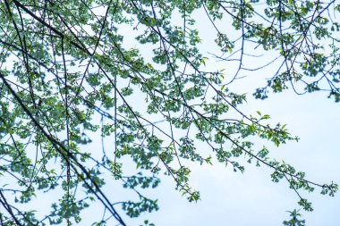 Khun Wang Kraliyet Projesi 'nde Himalaya kiraz çiçekleri, Tayland.