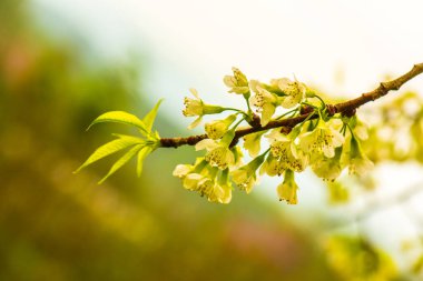 Khun Wang Kraliyet Projesi 'nde Himalaya kiraz çiçekleri, Tayland.