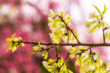 Khun Wang Kraliyet Projesi 'nde Himalaya kiraz çiçekleri, Tayland.