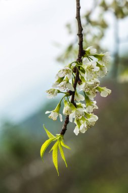 Khun Wang Kraliyet Projesi 'nde Himalaya kiraz çiçekleri, Tayland.