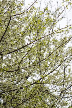 Khun Wang Kraliyet Projesi 'nde Himalaya kiraz çiçekleri, Tayland.