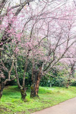 Wild Himalayan Cherry in Khun Wang royal project, Thailand.