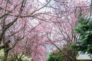 Wild Himalayan Cherry in Khun Wang royal project, Thailand.