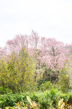 Wild Himalayan Cherry in Khun Wang royal project, Thailand.