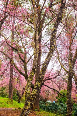 Wild Himalayan Cherry in Khun Wang royal project, Thailand.