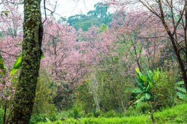 Wild Himalayan Cherry in Khun Wang royal project, Thailand.