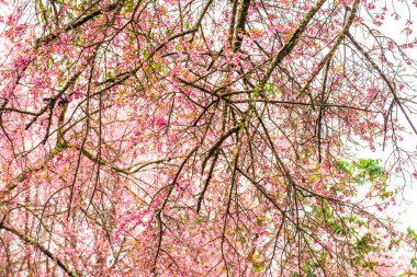 Wild Himalayan Cherry in Khun Wang royal project, Thailand.
