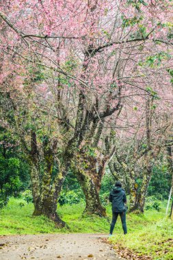 Kuhn Wang kraliyet projesinde küçük yolu olan vahşi Himalaya kiraz çiçekleri, Tayland.