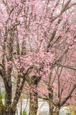 Wild Himalayan Cherry in Khun Wang royal project, Thailand.