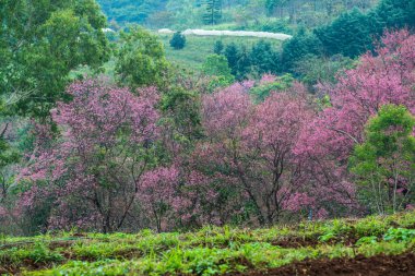 Wild Himalayan Cherry in Khun Wang royal project, Thailand.