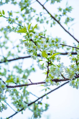 Khun Wang Kraliyet Projesi 'nde Himalaya kiraz çiçekleri, Tayland.