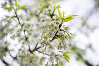 Khun Wang Kraliyet Projesi 'nde Himalaya kiraz çiçekleri, Tayland.