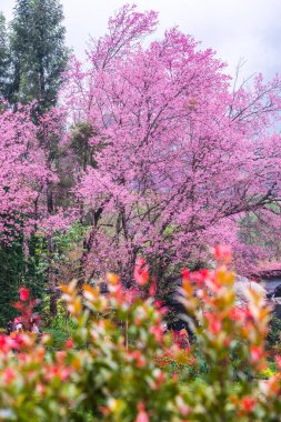 Wild Himalayan Cherry in Khun Wang royal project, Thailand.