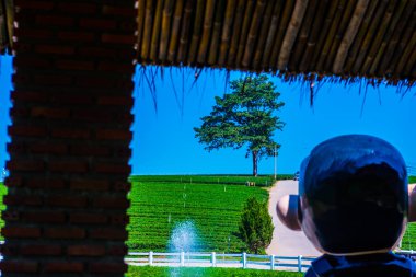 Çay plantasyon içinde Chiang rai Eyaleti, Tayland.