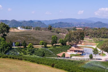 Çay plantasyon içinde Chiang rai Eyaleti, Tayland.