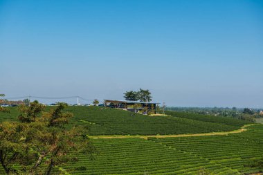 Çay plantasyon içinde Chiang rai Eyaleti, Tayland.