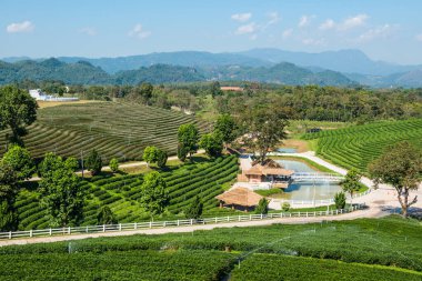 Çay plantasyon içinde Chiang rai Eyaleti, Tayland.