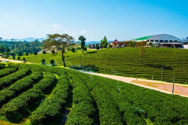 Çay plantasyon içinde Chiang rai Eyaleti, Tayland.