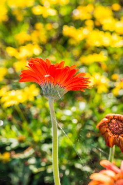 Tayland, Gerbera çiçeğine yakın..