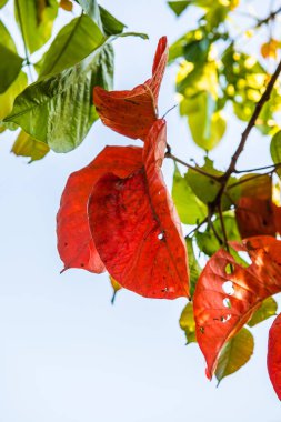 Ağaçta kırmızı yapraklar, Tayland.