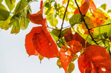 Ağaçta kırmızı yapraklar, Tayland.