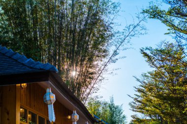Akşam vakti güneş ışığıyla bambu, Tayland.