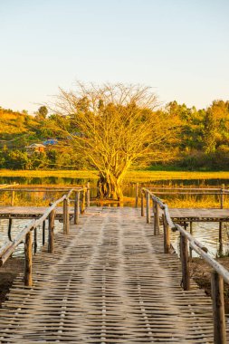 Gölde ağaç, güneş ışığı, Tayland.