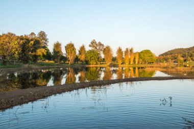 Ağaçlar ve göl, güneş ışığı, Tayland.