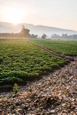 Tarım alanında sabah güneşi, Tayland.